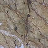 ������. Bidasar Gold