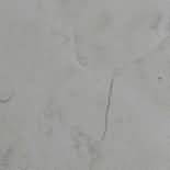 ������. Bianco Perlino (Bianconi) antik