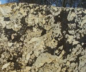 ����. Delikatus Gold