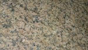 ����. Ellou Fentazi