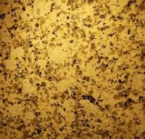 ����. Panther Ellou