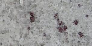 ������. Kashmir White