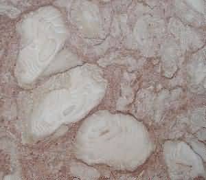 ����. Rosa Fossils
