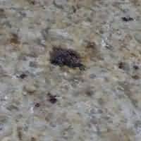 ������. Kashmir Gold