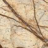 ������. Bidasar Brown