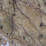 ������. Bidasar Gold