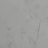 ������. Bianco Perlino (Bianconi)